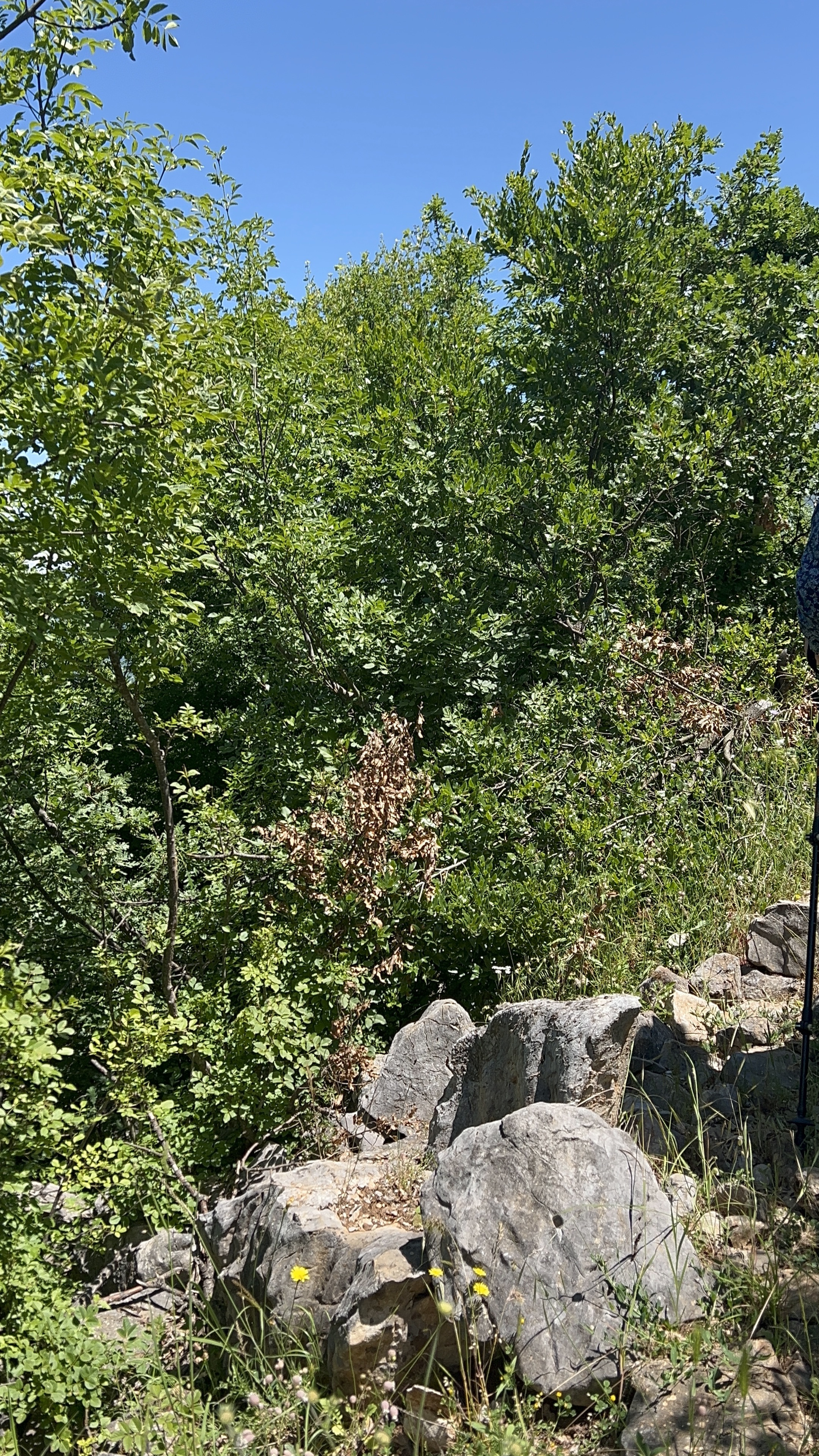 The heavily overgrown upper section of the Ohrid Highlands Trail where navigation becomes difficult